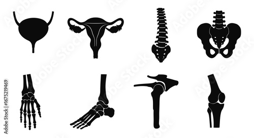 Human body parts silhouettes including female reproductive system and skeleton