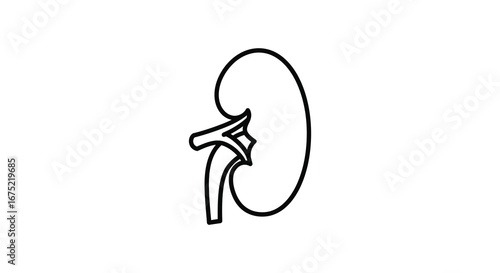 Simple illustration of a human kidney with ureter