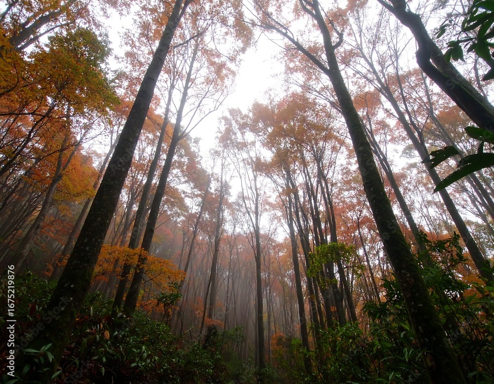 Fototapeta premium Autumn Forest Canopy View (2)