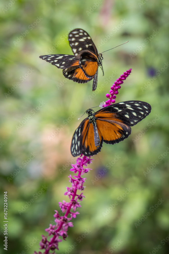 Obraz premium Heliconius butterflies in a mating dance.