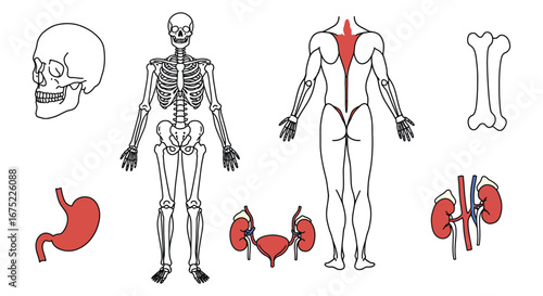 Human body anatomy illustration with skeleton and internal organs