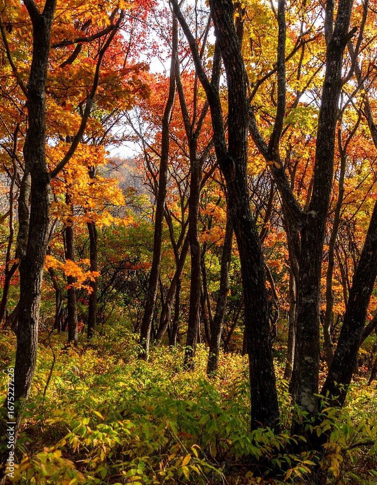 Naklejka premium Autumn Forest Landscape View