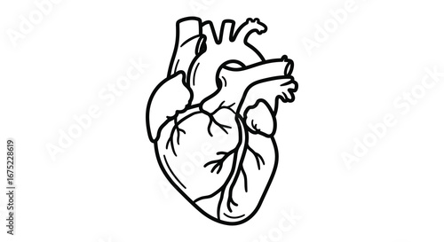 A detailed illustration of a human heart from the front view