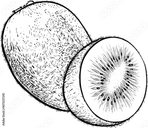 vector illustration of a kiwi fruit 