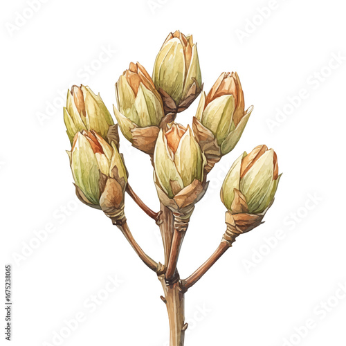watercolor vector of Spring Buds, isolated on a white background.