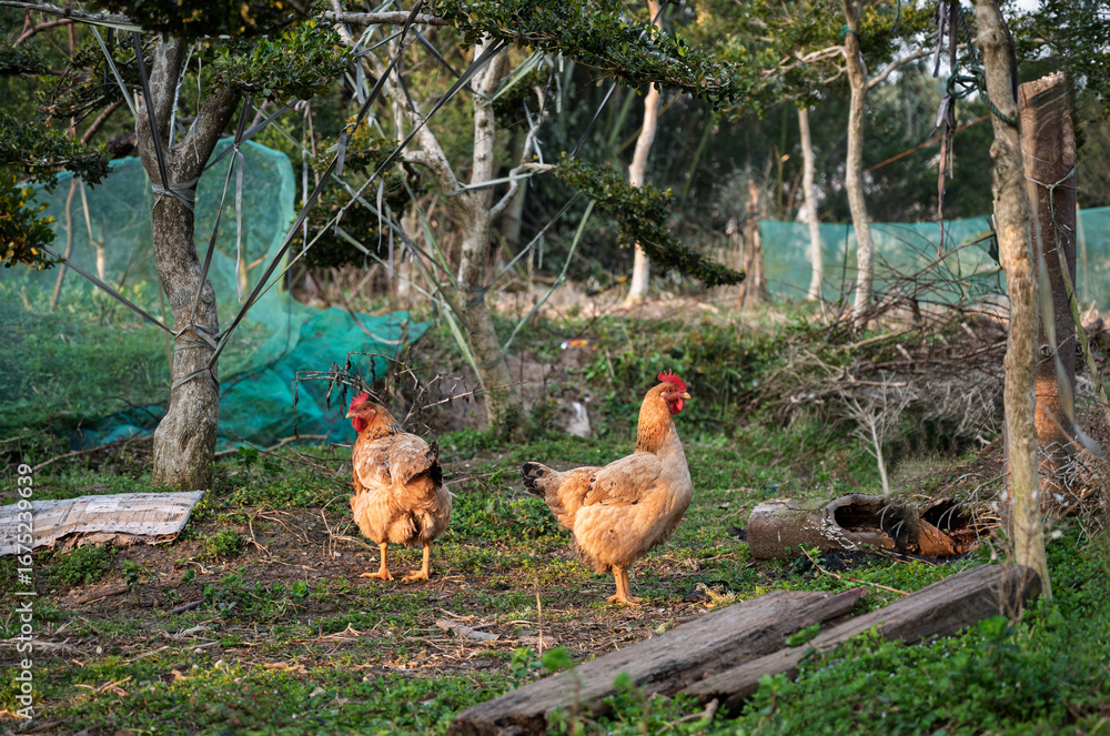 Fototapeta premium chicken in the grass