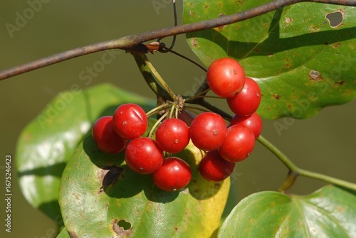 Photography Smilax china L