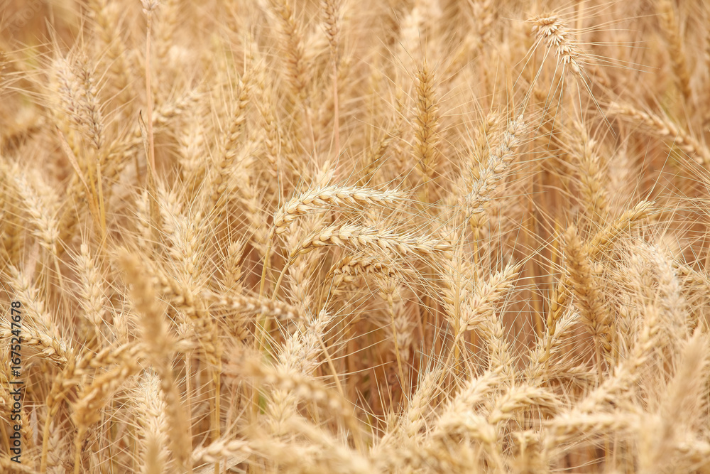 Fototapeta premium Mature wheat field ready for harvesting in golden agricultural setting