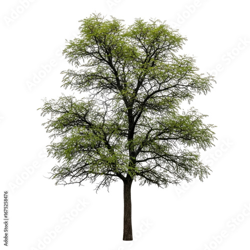 young honey locust tree vibrant spring foliage, detailed branches