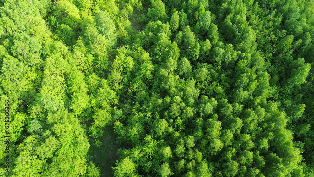 Naklejka premium Natural forest canopy under sunlight in summer