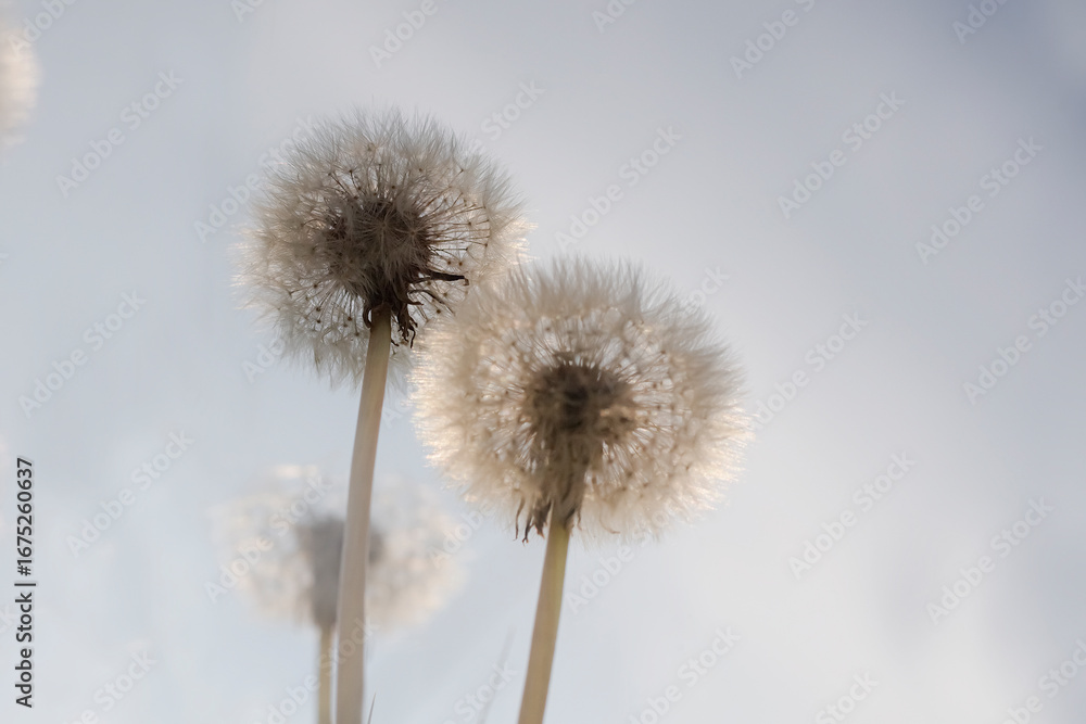 Fototapeta premium flowers, blossom
