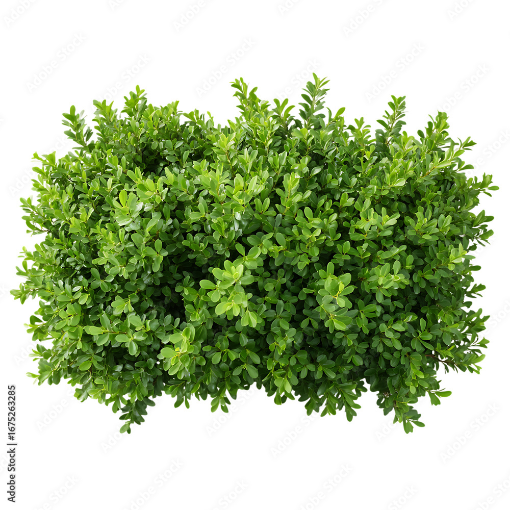 Fototapeta premium Lush green shrubbery isolated on transparent background