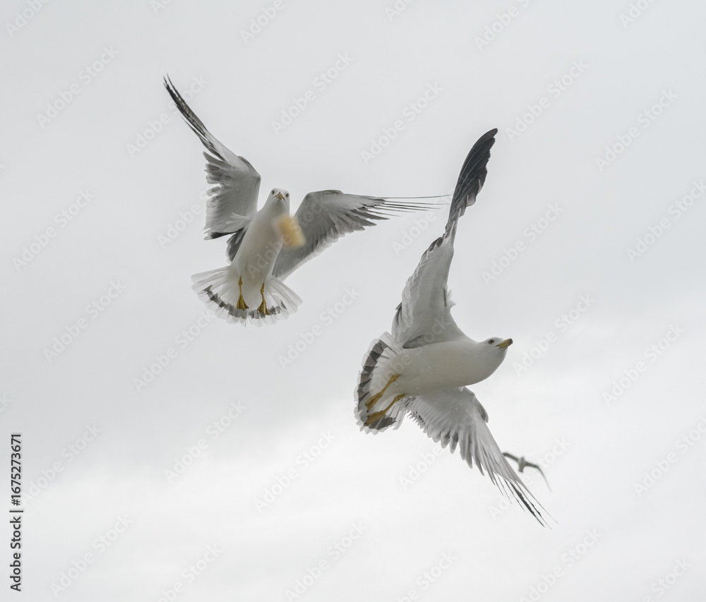 Obraz premium Seagulls in flight against a cloudy sky.