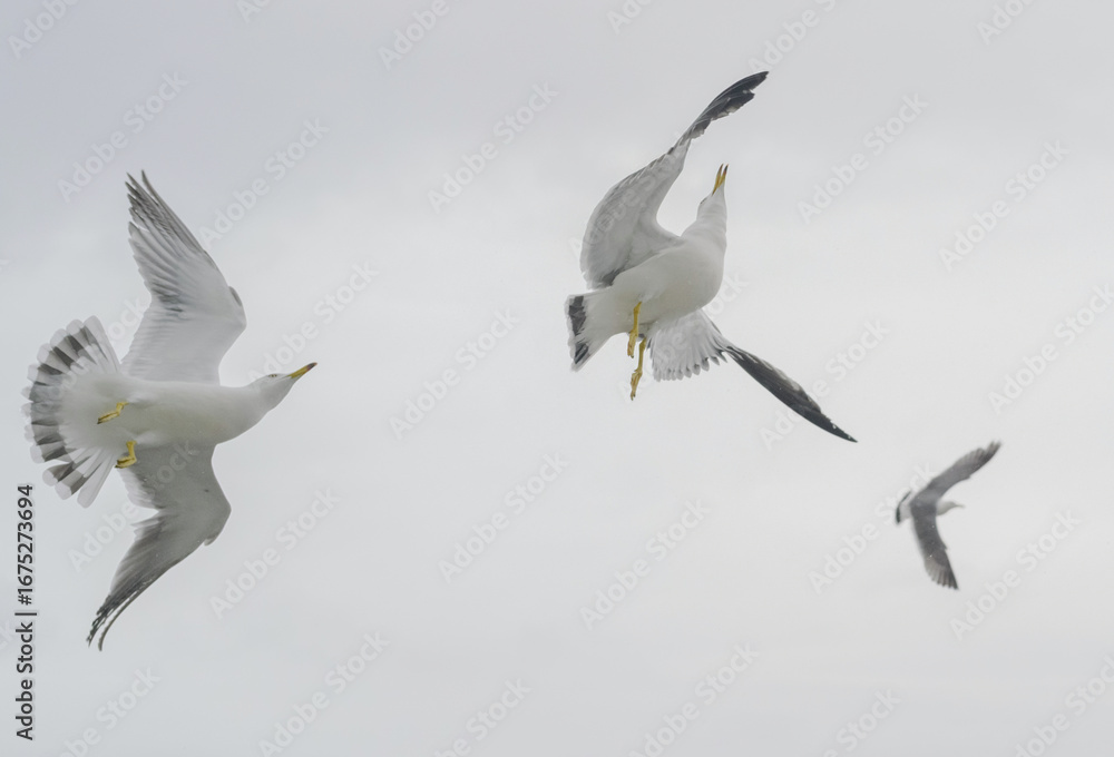 Obraz premium Seagulls in flight against a cloudy sky.