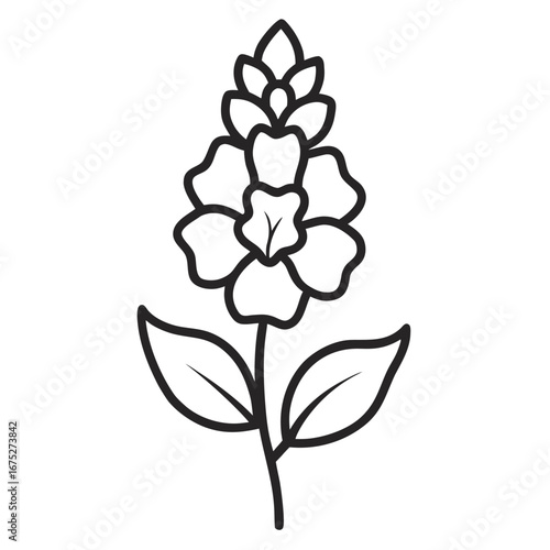 verbascum southern charm flower-line-art vector on-white