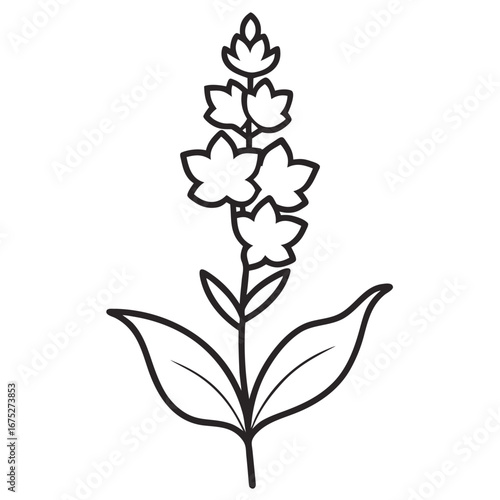 minimal vector illustration verbascum southern charm flower line-art  on-white
