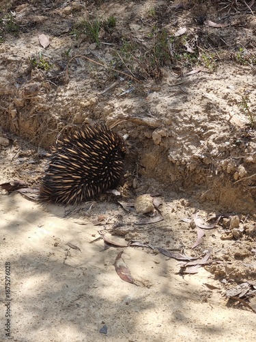 chidna on Gravel Roadside in Blue Mountains, Australia