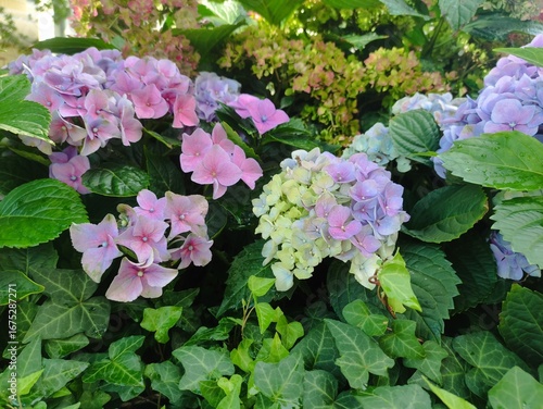 pink hydrangea flowers