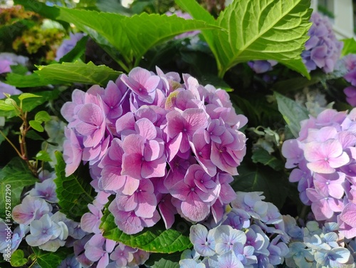 pink hydrangea flowers in the garden 