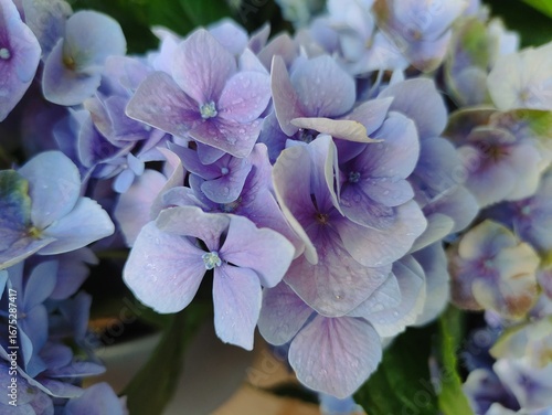 Close-up of delicate lilac hydrangea flowers