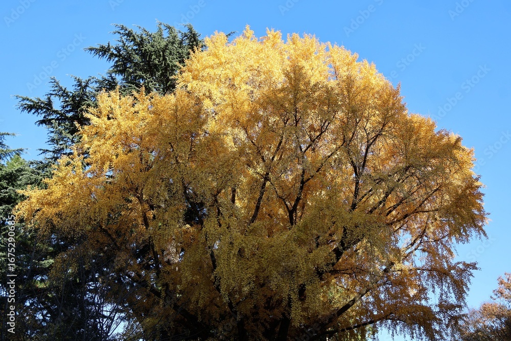Fototapeta premium Blue sky and a ginkgo tree
