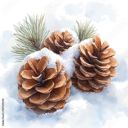 Pine Cones On Snow, watercolor illustration vector, isolated on a white background.