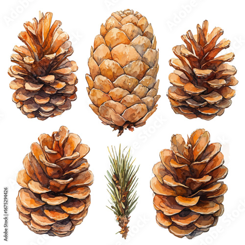 Pinecones, watercolor painting vector, isolated on a white background.