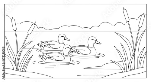 Ducks swimming in pond with transparent background