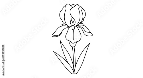 Iris flower outline with transparent background