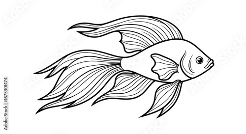 Betta fish with transparent background