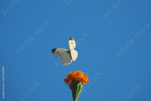 Bild auf Leinwand 花蜜を吸って舞い上がった直後のモンシロチョウ