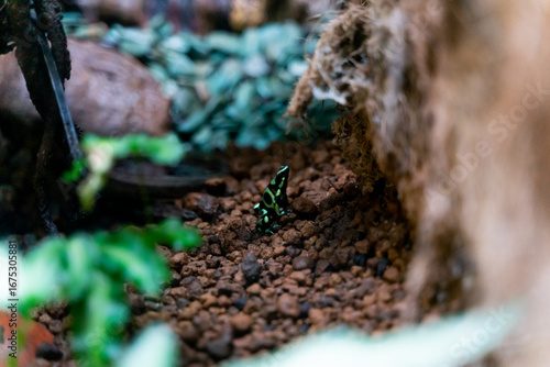 A vibrant poison dart frog on display at the National Museum of Natural Science in Taichung, Taiwan. The small amphibian, known for its striking colors and toxicity, is showcased in a carefully design