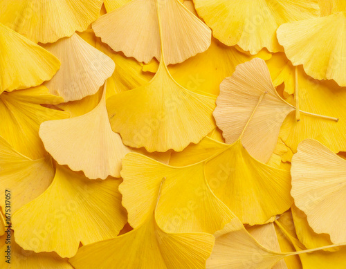 낙엽-은행잎-여러개-가을배경-은행잎배경-바닥에 떨어진