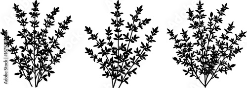Rosemary set, Set of rosemary, rosemary collection, Vector of rosemary, rosemary plant silhouette, rosemary tree isolated on white background