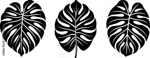 Monstera leaves set, Set of monstera leaves, monstera leaves collection, Vector of monstera leaves, monstera leaves silhouette, monstera leaves isolated on white background