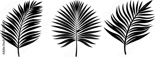 Palm tree leaves set, Set of palm leaves, palm leaves collection, Vector of palm leaves, tree leaves silhouette, palm leaves isolated on white background