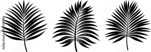 Palm tree leaves set, Set of palm leaves, palm leaves collection, Vector of palm leaves, tree leaves silhouette, palm leaves isolated on white background