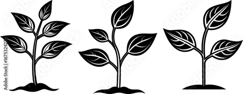 Growing plant set, Set of growing plants, growing plant collection, Vector of growing plants, growing plant silhouette, growing plant isolated on white background