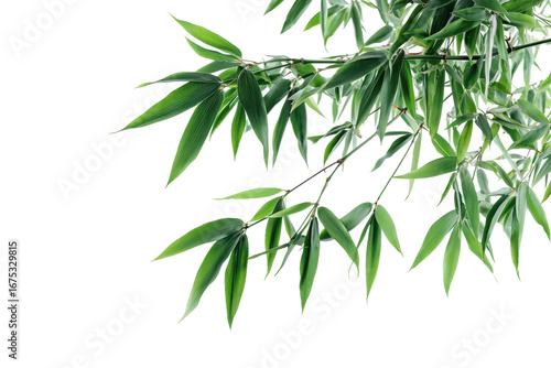 Bamboo tree branches with vibrant green leaves isolated on a white background showcasing natural beauty and elegance