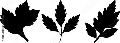 Different leaf set, Set of leaves, flower leaf collection, Vector of leaf, leaf silhouette, leaf isolated on white background