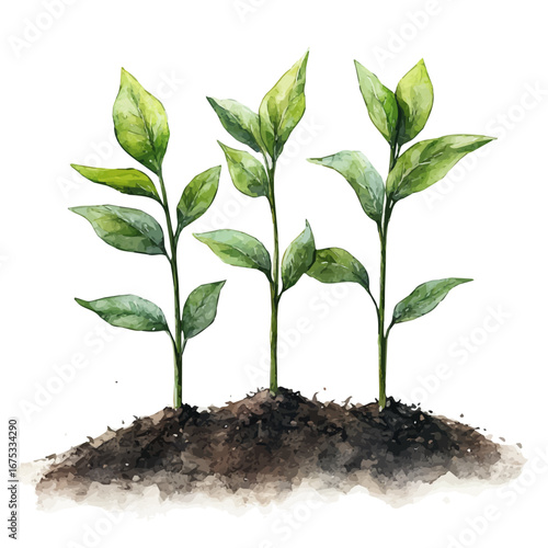 Green Shoots, watercolor drawing vector, isolated on a white background.
