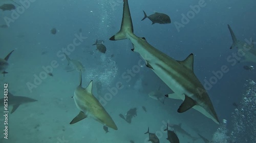A group of sharks during a food rush. Extreme diving