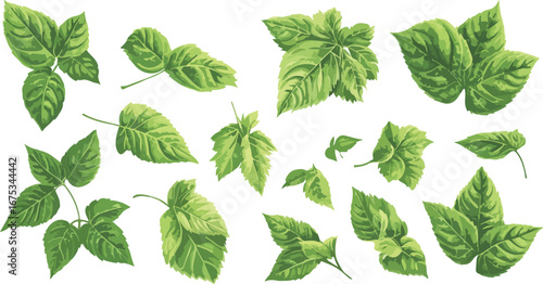 Collection of fresh green grape leaves isolated on white background for design
