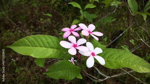 Kopsia Fruticosa Flower in Bloom