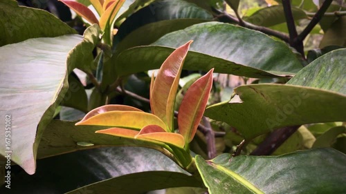 Fresh mangosteen leaf in tropical Meratus Borneo Rainforest, Indonesia