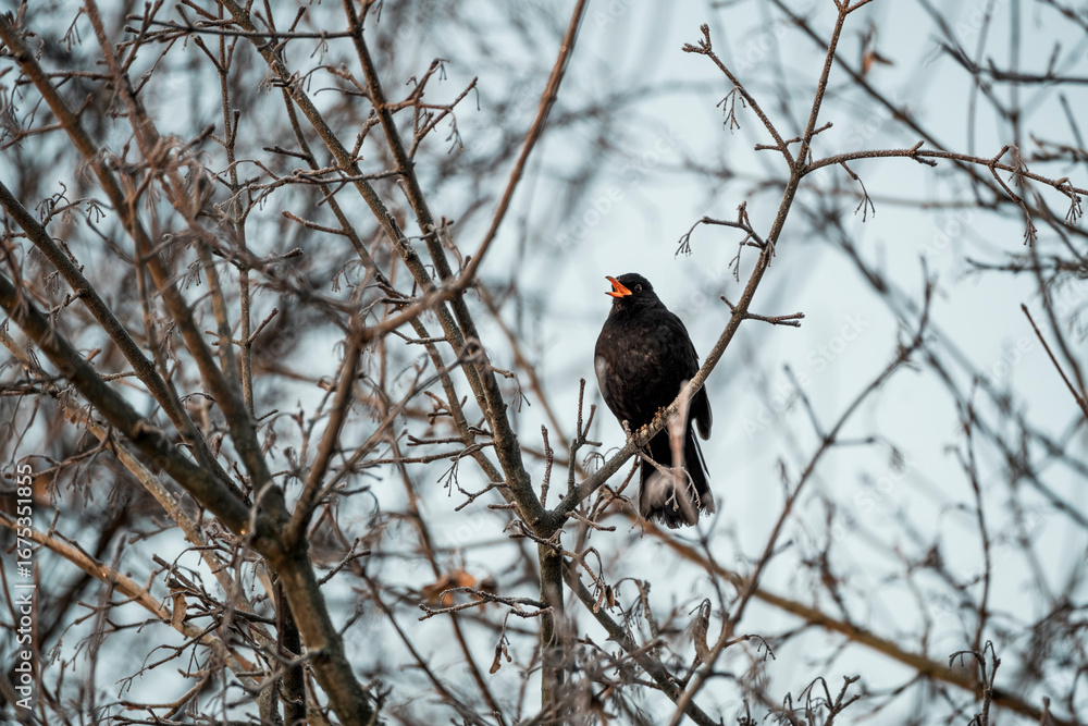 Fototapeta premium blackbird sitting on a branch in the winter time