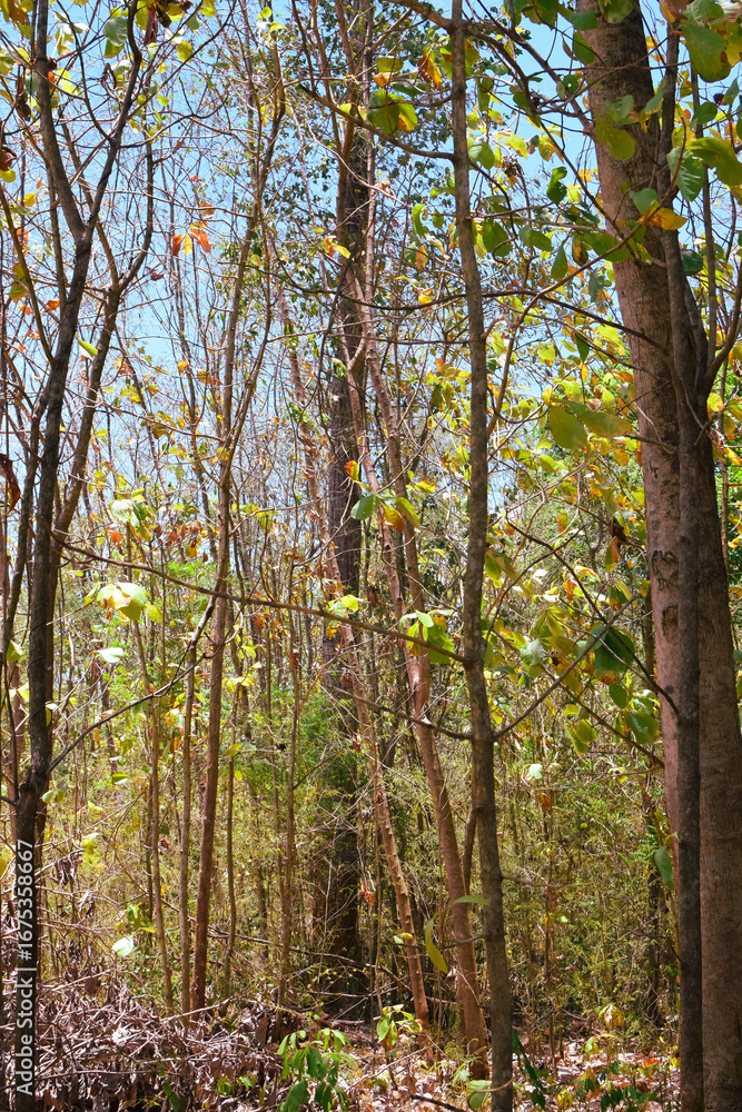 Fototapeta premium Damage to trees due to intense sunlight. Adverse effects on the environment due to human destruction of trees. Before a disaster, the unpleasant environmental conditions. bad nature of summer season