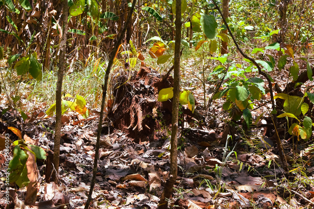 Obraz premium Damage to trees due to intense sunlight. Adverse effects on the environment due to human destruction of trees. Before a disaster, the unpleasant environmental conditions. bad nature of summer season
