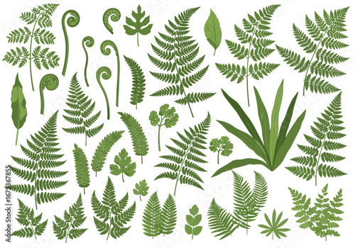 A diverse collection of various green ferns and leafy plants illustrating different textures and shapes in a botanical arrangement