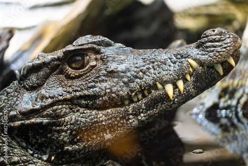 Close-up photo of a crocodile head showing sharp teeth and textured skin. High resolution wildlife photography